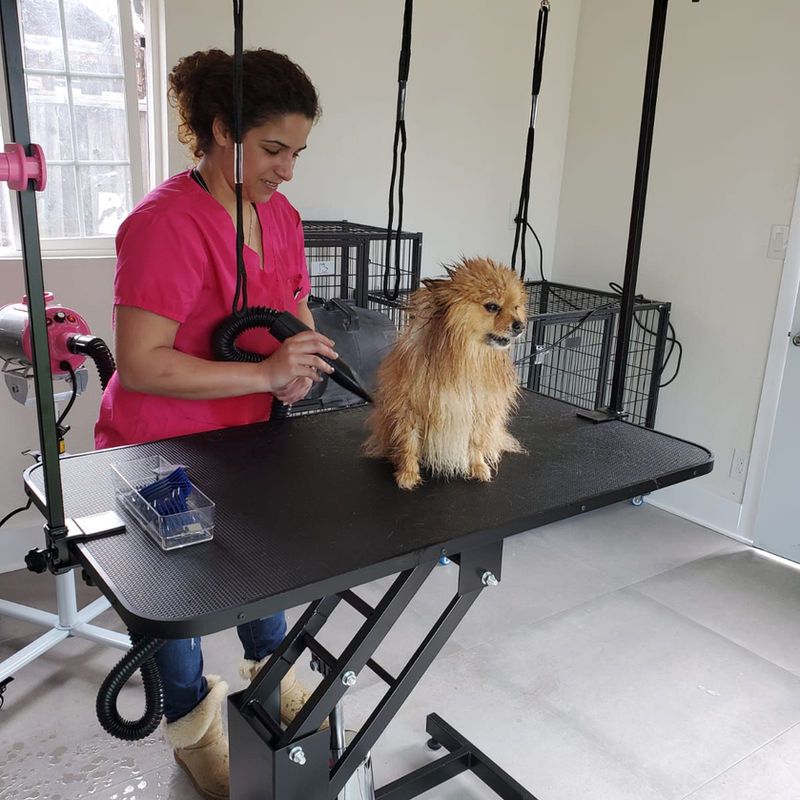 Groomed dog