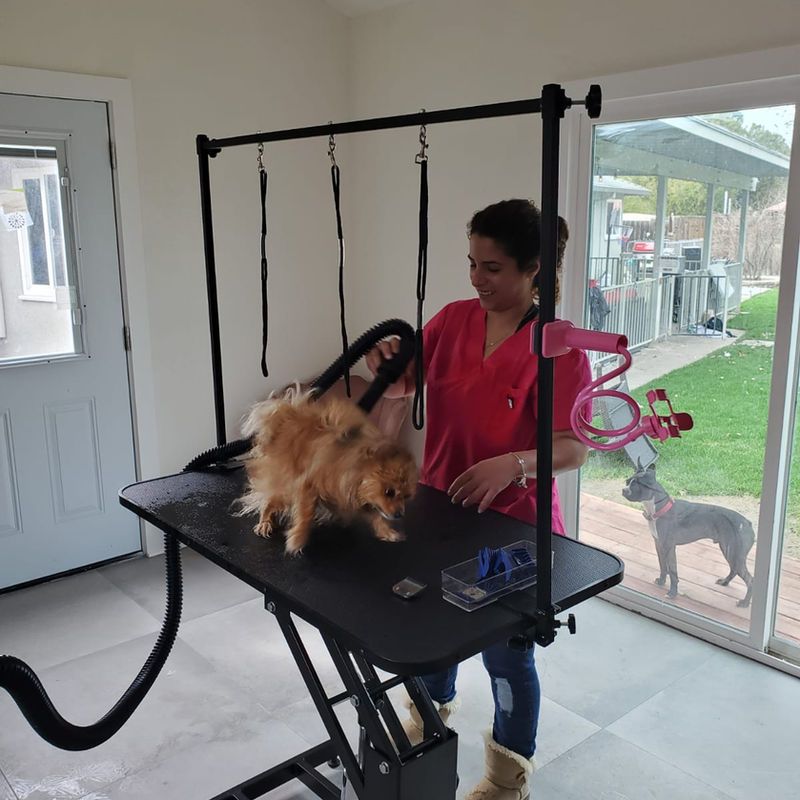 Groomed dog