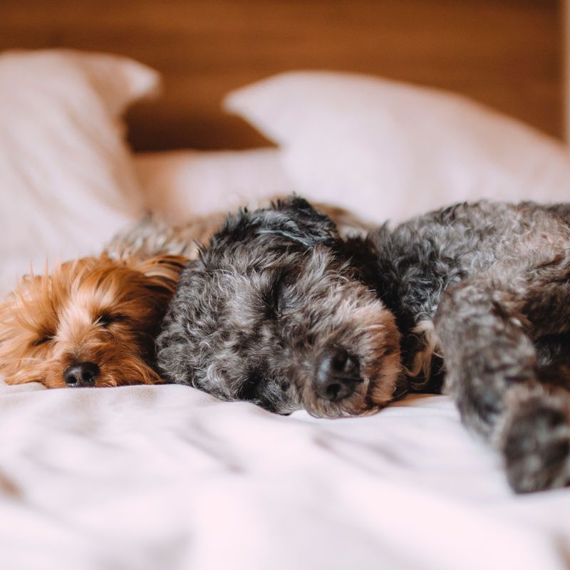 Groomed dog