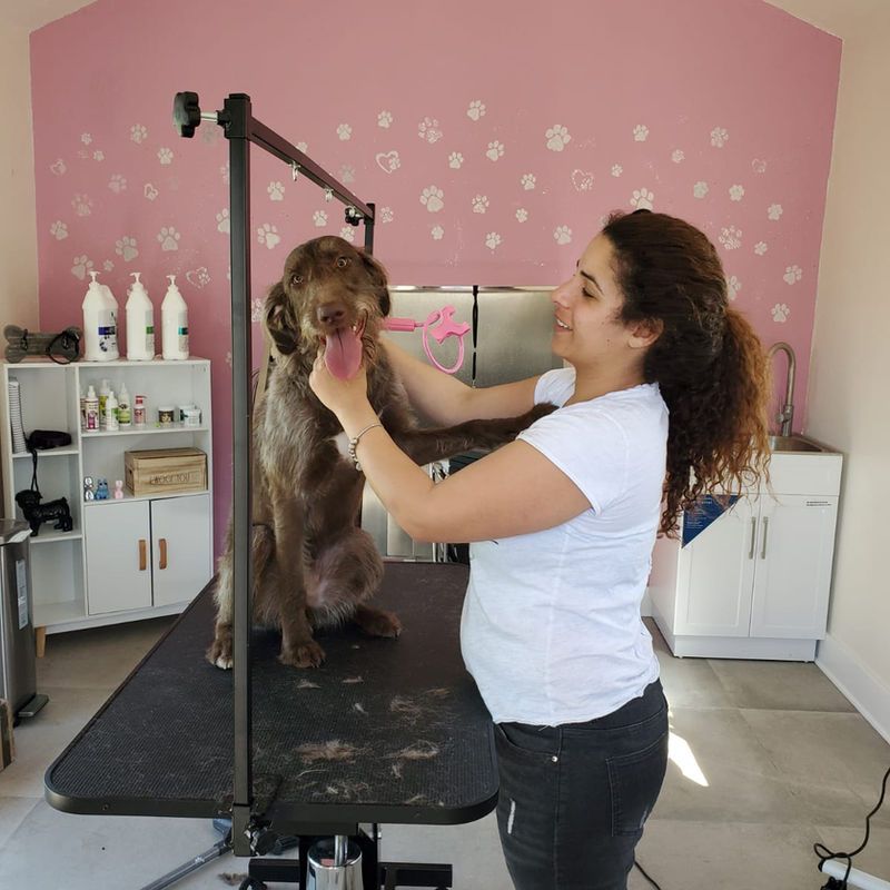 Groomed dog