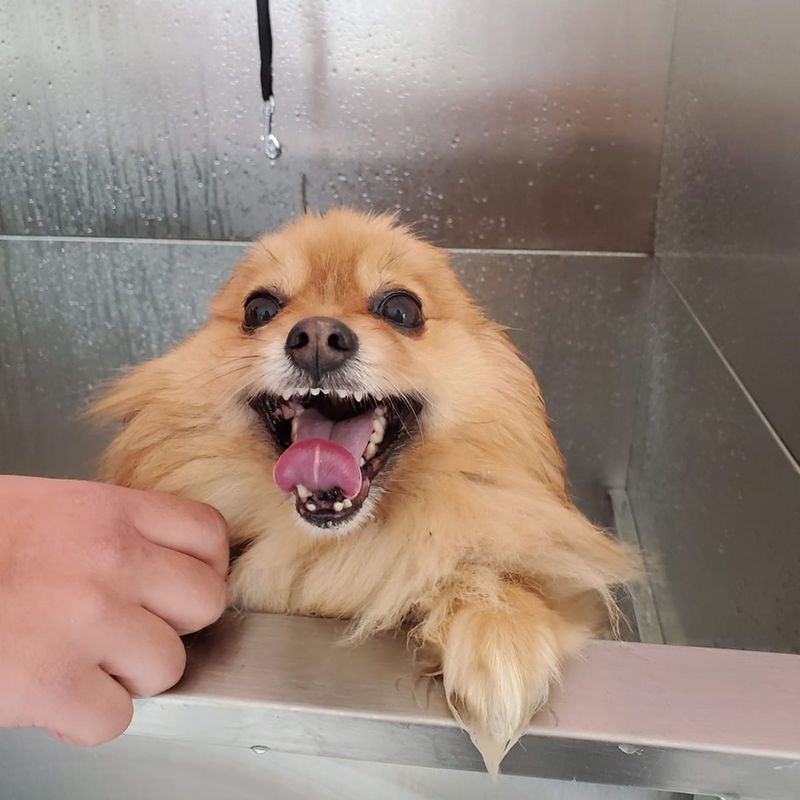 Groomed dog